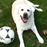 Profile Picture of Stephen Gomes (@gomes488) on Instagram