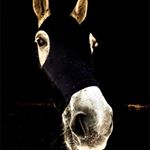 Profile Picture of Erin Pearce (@eventingmyconniextb) on Instagram