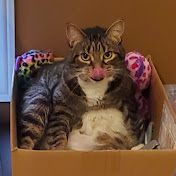 Joshua Triffo - Youtube Profile Picture of Joshua Triffo (@joshuatriffo8538) on Youtube