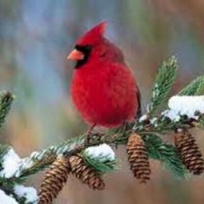 Profile Picture of Denise Burt (@proudgranof5) on Twitter