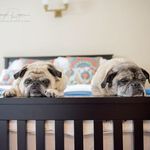 Profile Picture of Albert & Lilly (@acoupleoflovepugs) on Instagram