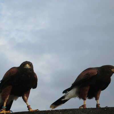 Profile Picture of Marcia Sayer (@@OzzyBart) on Twitter