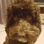 Profile Picture of Bernadette Wilkinson (@dettydrane) on Instagram