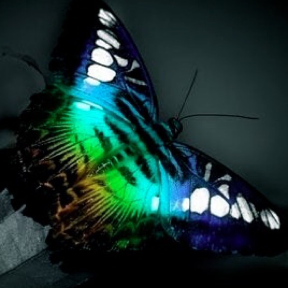 Profile Picture of Zyporah Mueller (@zyporah) on Poshmark