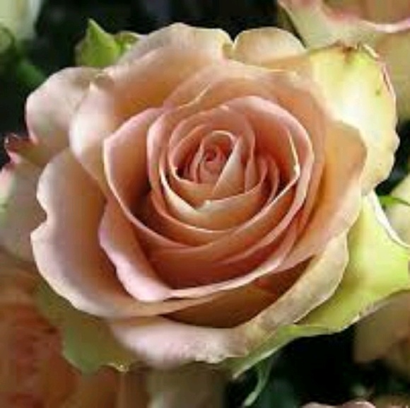 Profile Picture of Mari Perez (@mariperez110) on Poshmark