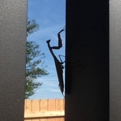 Profile Picture of Steve (@HannahFANdel131) on Twitter