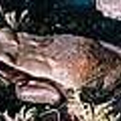 Profile Picture of Eileen Bradley (@MissouriToad) on Twitter