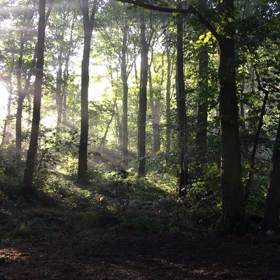 Profile Picture of Edens Forest (@Edens_Forest) on Twitter