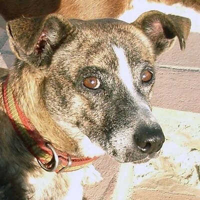 Profile Picture of Linda  Rendell (@caticerro) on Twitter