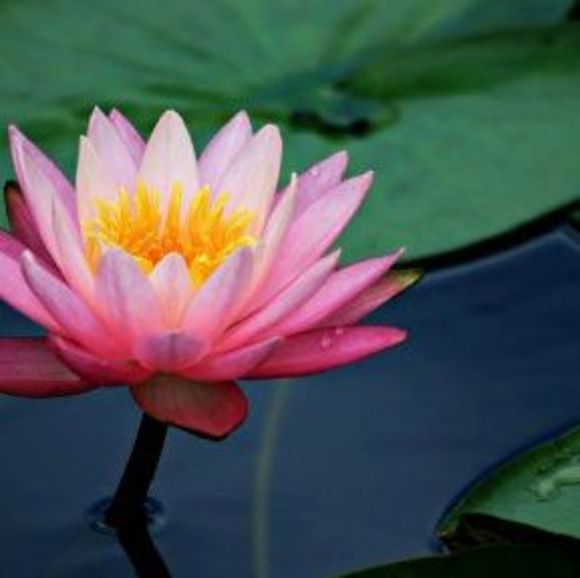 Profile Picture of Jian Yang (@fayeyang99) on Poshmark