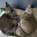 Profile Picture of Kyle Schafer (@thisiskyle420) on Instagram