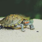 robertberger - Instagram Profile Picture of robertberger (@robertberger7629) on Instagram