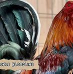 Profile Picture of Thomas Phillips (@Thomas-Phillips) on Facebook