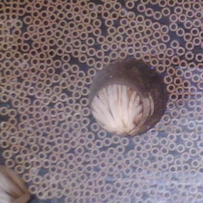 Profile Picture of Joshua Baile (@cohydrolysis) on Twitter