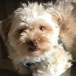 Profile Picture of Myles Bailey 🐾 (@myles_the_shorkie) on Instagram