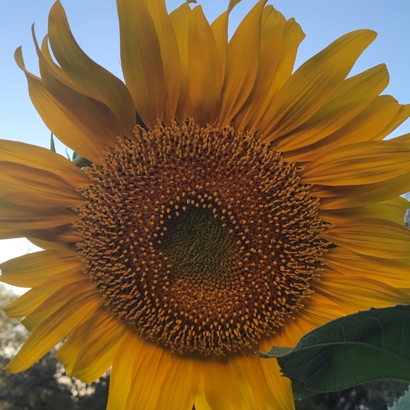 Profile Picture of Janette Murray (@janettemurray) on Poshmark