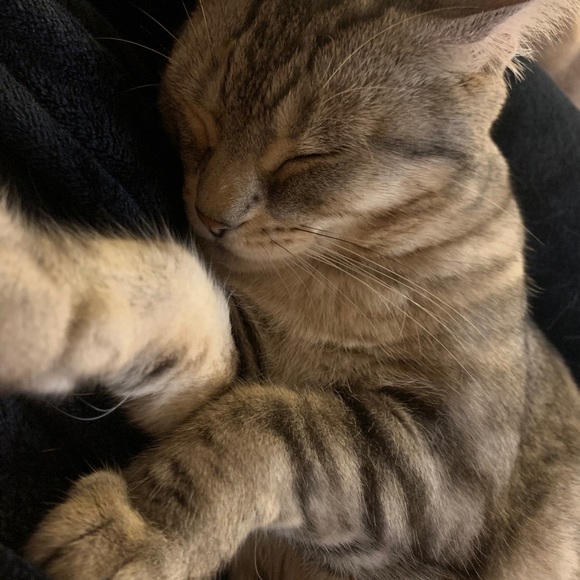 Profile Picture of Amanda Zenone (@amandazenone) on Poshmark