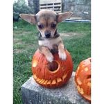 Ivy Newman - Instagram Profile Picture of Ivy Newman (@ivy_thechi) on Instagram