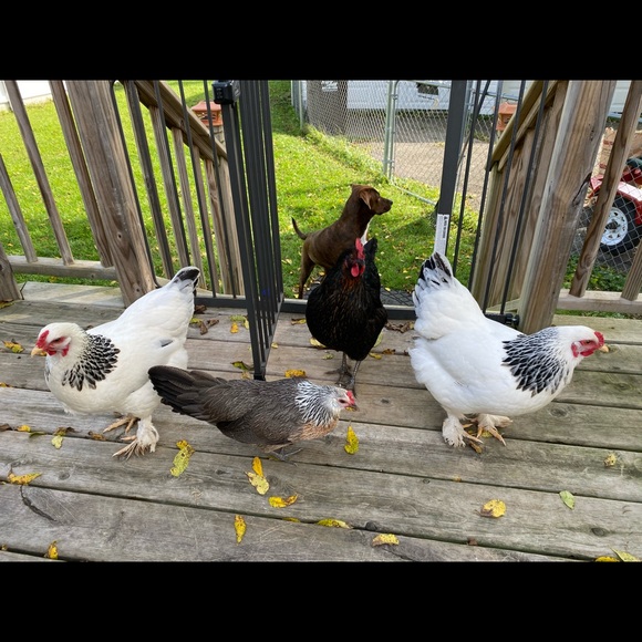 Profile Picture of Paulabeth Hargrove (@elliestexan) on Poshmark