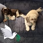 Profile Picture of Kevin Shaoff (@Kevin-Shaoff) on Facebook