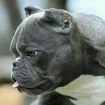 Profile Picture of Kevin Lunsford (@hilltopbullies) on Instagram