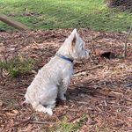 Profile Picture of Douglas Kenneth Barron Fraser (@dougie_theinnerwestie) on Instagram