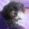 Profile Picture of rose loveable (@roseloveable) on Tiktok