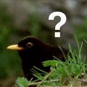 Profile Picture of Paul Bachem 🇩🇪 (@paulbachem645) on Tiktok