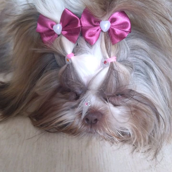 Profile Picture of Debora Campos (@@deboracampos003) on Tiktok