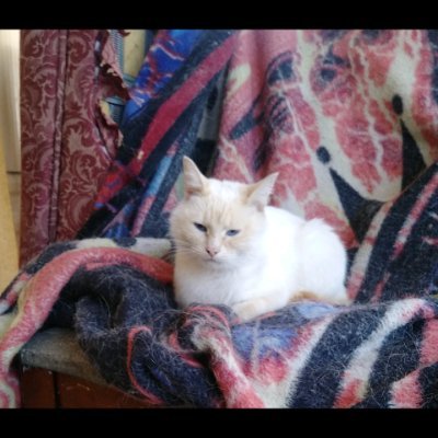 Profile Picture of Laura Leigh (@Laurautter1) on Twitter