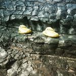 Profile Picture of april guthrie (@aprildawnguthrie) on Instagram