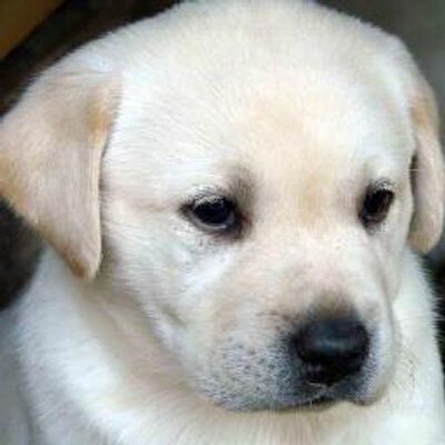 Profile Picture of Nisha Shah (@nishashah866) on Twitter