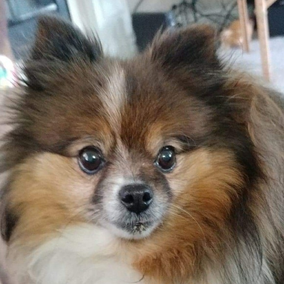 Profile Picture of Violet Hesterlee (@vhesterlee) on Poshmark