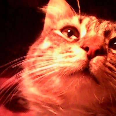 Profile Picture of Leonardo Cisneros (@Leonard89092428) on Twitter