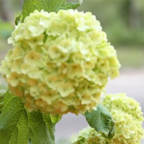 Profile Picture of Lynnette Zoellner (@lynnettez) on Pinterest