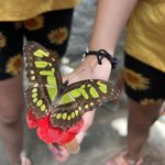 Profile Picture of Roberta Ellison (@bertell625) on Instagram