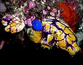 Profile Picture of Polycarpa aurataon Wikipedia