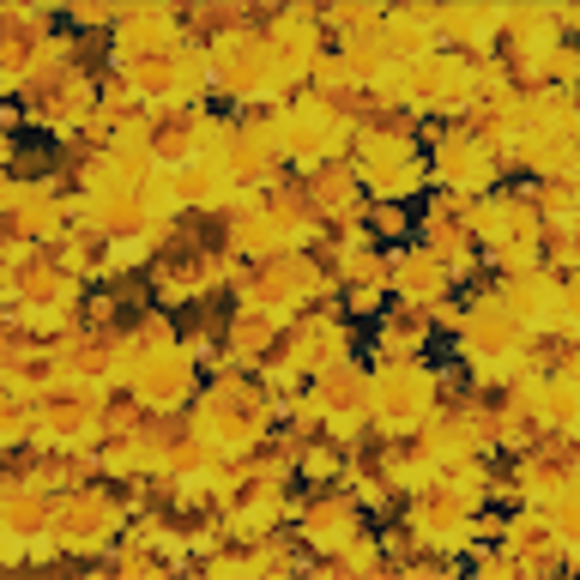 Profile Picture of Anneliese Nguyen (@anneliesengu493) on Poshmark