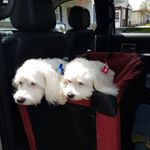 Profile Picture of Tami Gavin Boyd (@tamigavinboyd) on Instagram