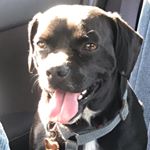 Profile Picture of Leo Singh (@leonardo.the.lab) on Instagram