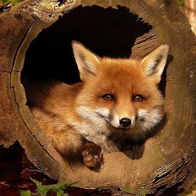 Profile Picture of Dennis Fuchs (@DennisF30864228) on Twitter