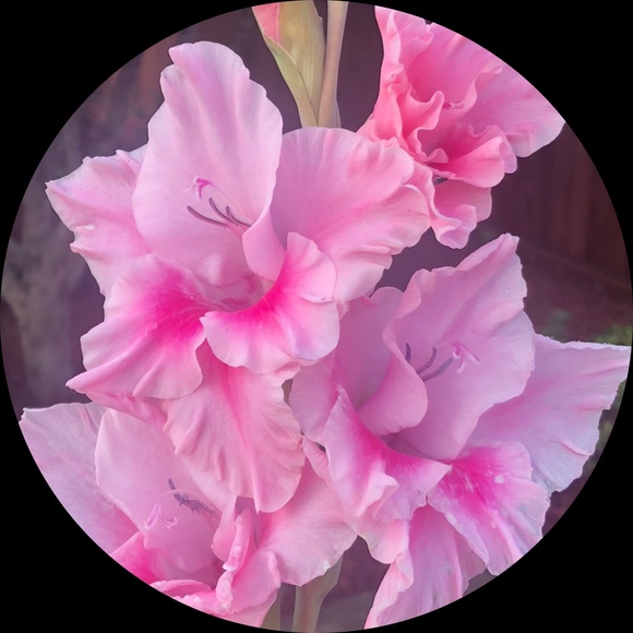 Profile Picture of April Toups (@adtoups) on Poshmark