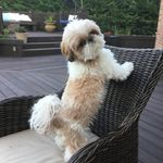 Profile Picture of Georgia Caravas-Tharos (@caravastharos) on Instagram