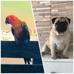 Profile Picture of Macleo The Parrot&dog (@macleo_parrotanddog) on Instagram