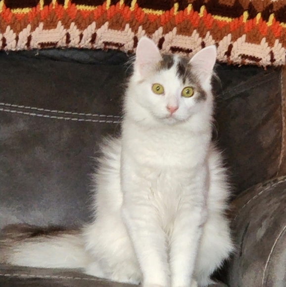 Profile Picture of Peter Longoria (@longoriapeter66) on Poshmark