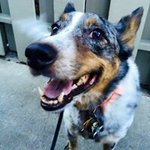 Profile Picture of Kent Bailey (@chaotickeys) on Instagram