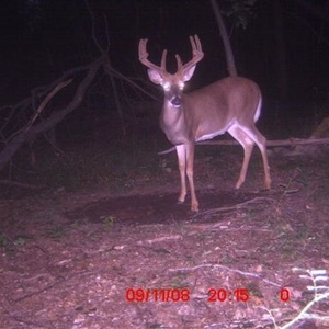Profile Picture of Steven Diaz (@werunthewoods) on Myspace