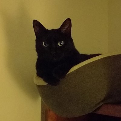 Profile Picture of Nate Coleman (@DeviousHobbes) on Twitter