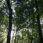 Profile Picture of Steven Sewell (@windblown_spoons) on Instagram