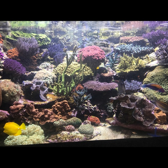 Profile Picture of Violeta Campos (@abbycamppos) on Poshmark